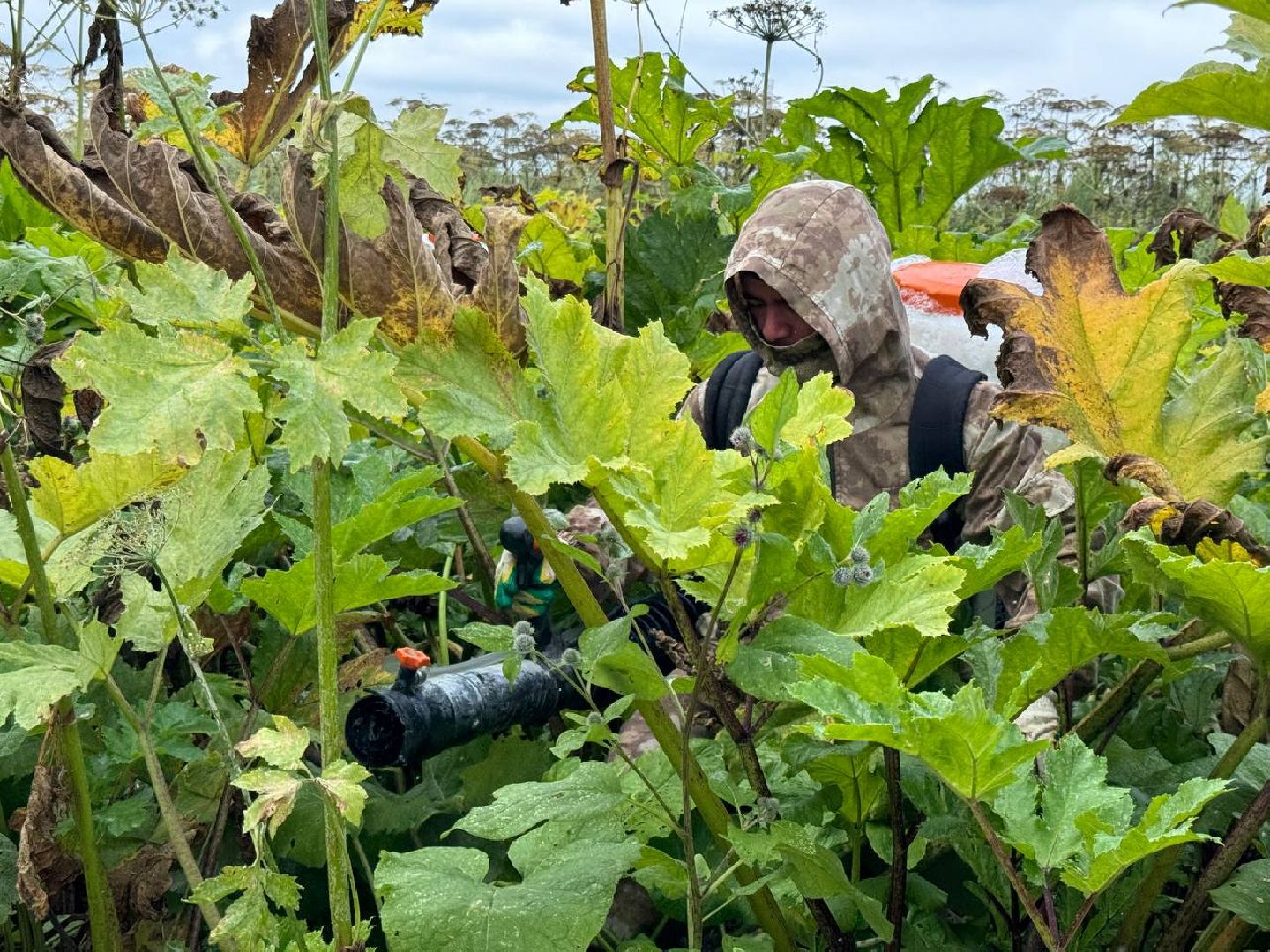можайск, можайский городской округ, подмосковье, борщевик, борщевик сосновского, борьба с борщевиком, экология,
