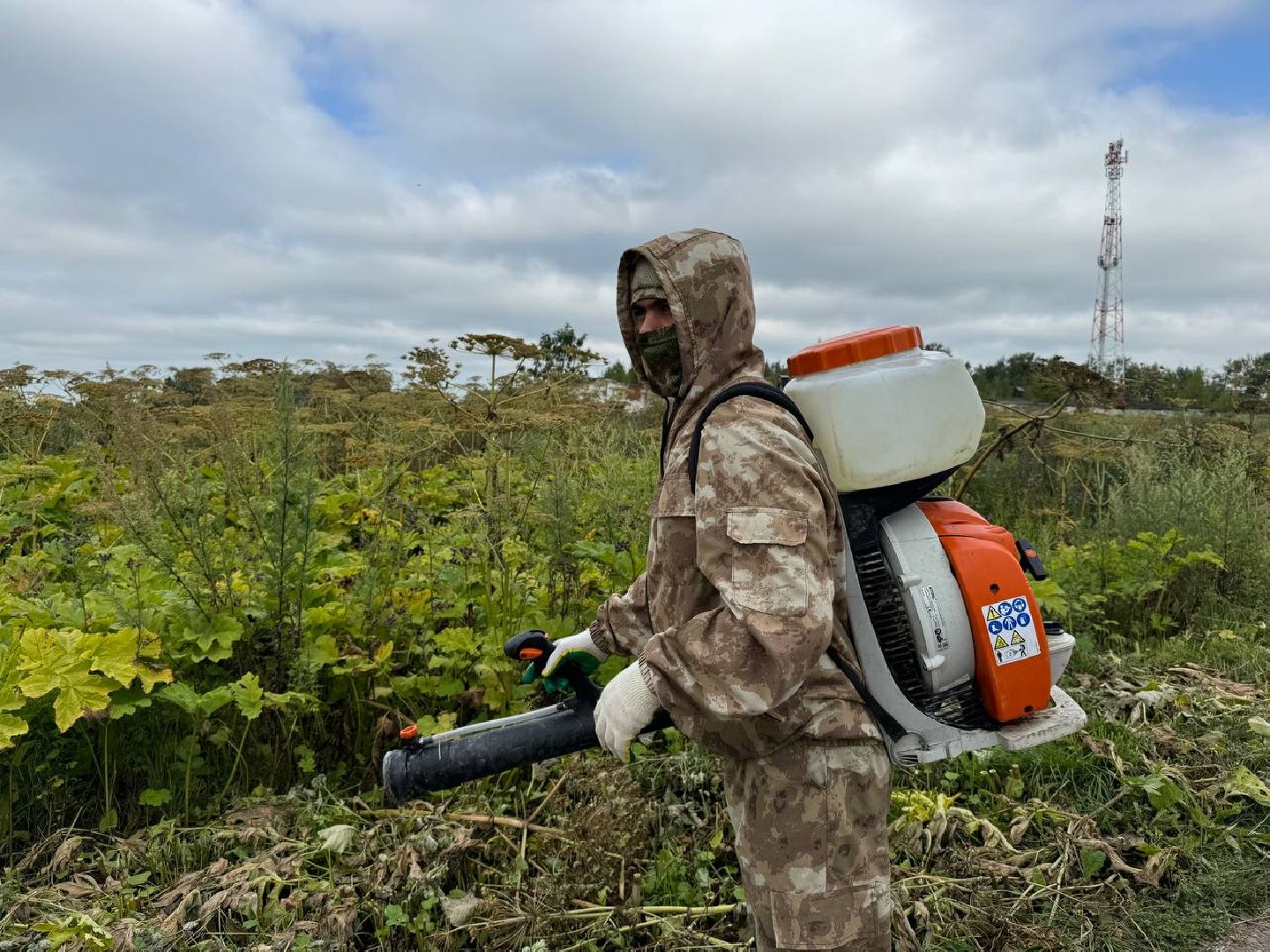можайск, можайский городской округ, подмосковье, борщевик, борщевик сосновского, борьба с борщевиком, экология,