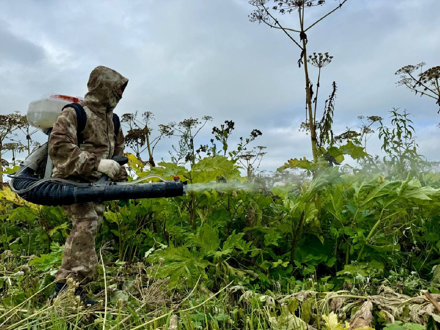 можайск, можайский городской округ, подмосковье, борщевик, борщевик сосновского, борьба с борщевиком, экология,