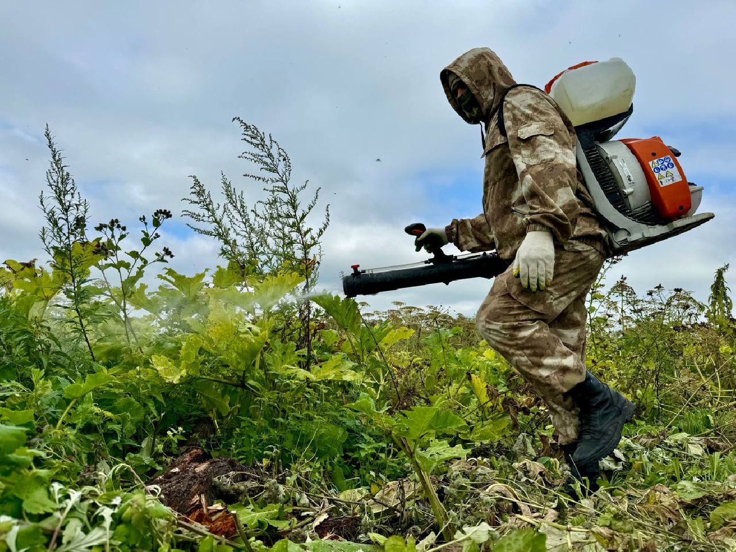 можайск, можайский городской округ, подмосковье, борщевик, борщевик сосновского, борьба с борщевиком, экология,