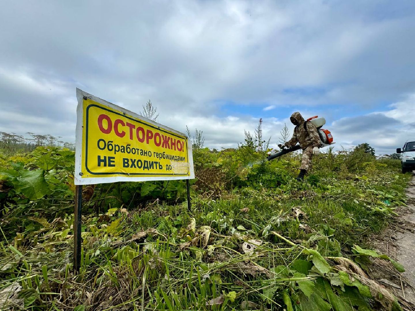 можайск, можайский городской округ, подмосковье, борщевик, борщевик сосновского, борьба с борщевиком, экология,