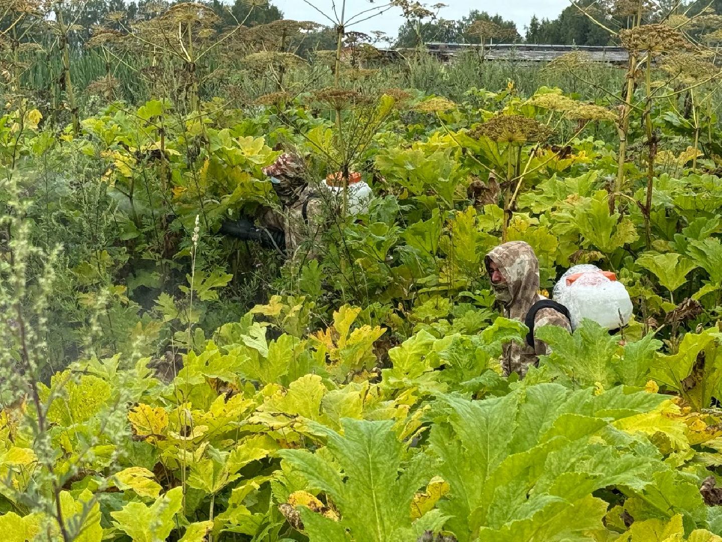 можайск, можайский городской округ, подмосковье, борщевик, борщевик сосновского, борьба с борщевиком, экология,
