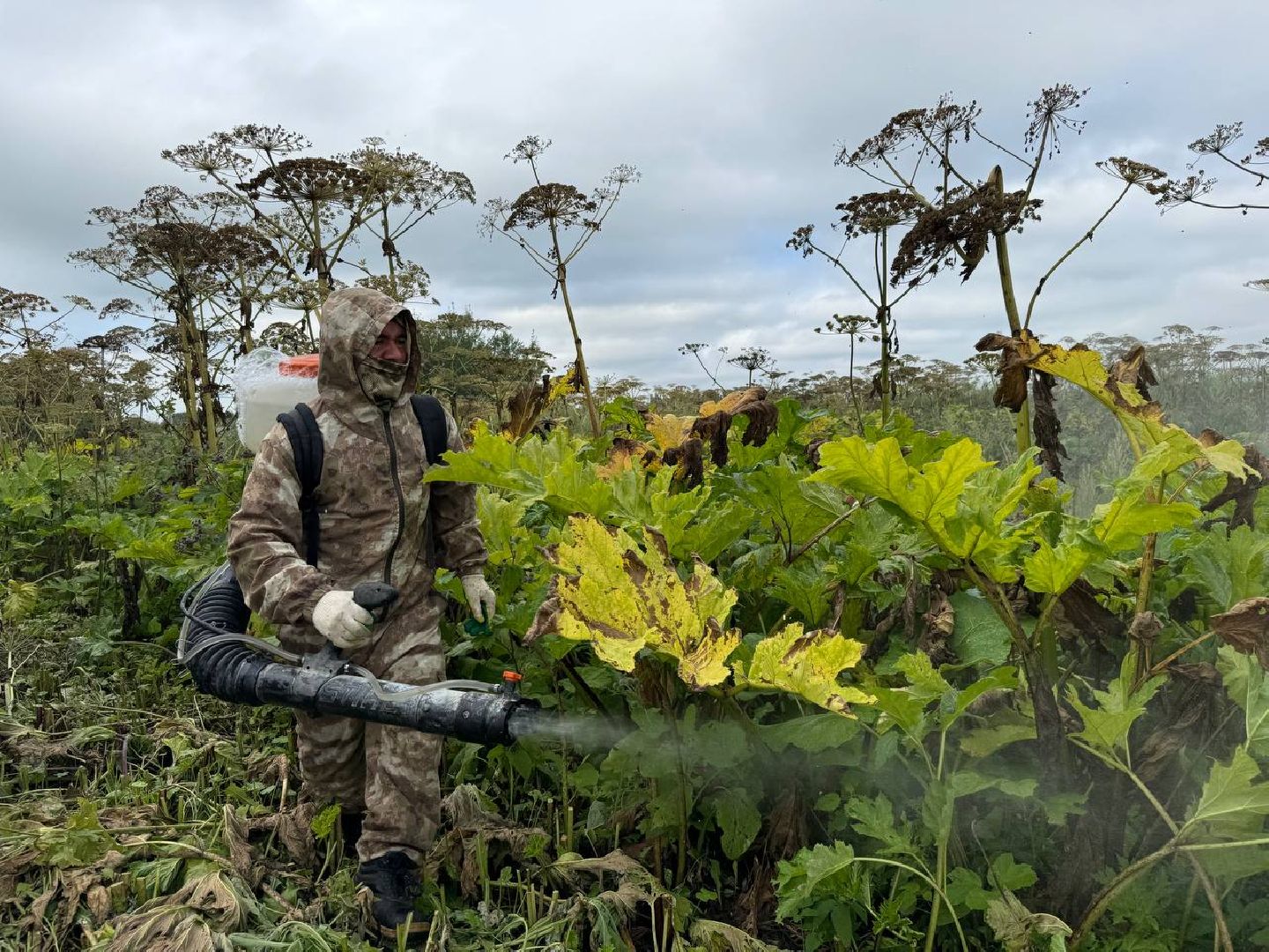можайск, можайский городской округ, подмосковье, борщевик, борщевик сосновского, борьба с борщевиком, экология,