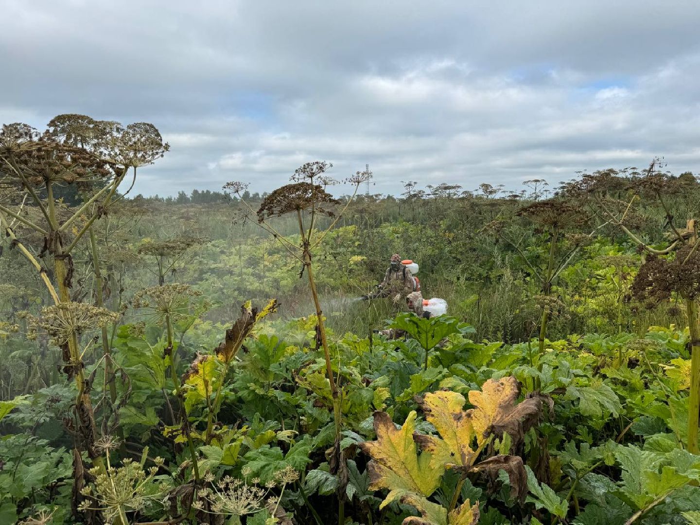 можайск, можайский городской округ, подмосковье, борщевик, борщевик сосновского, борьба с борщевиком, экология,