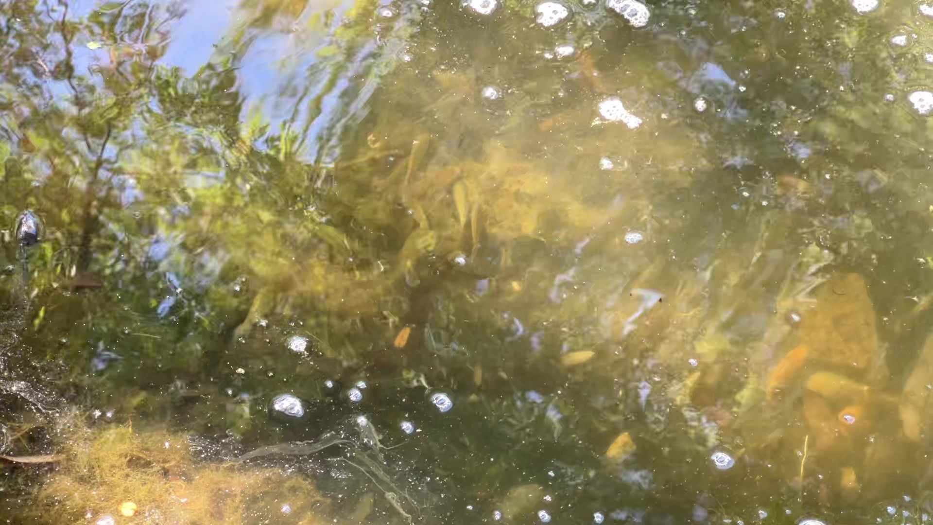 Реутов, карпы, рыбы, пруд, парк, переезд,