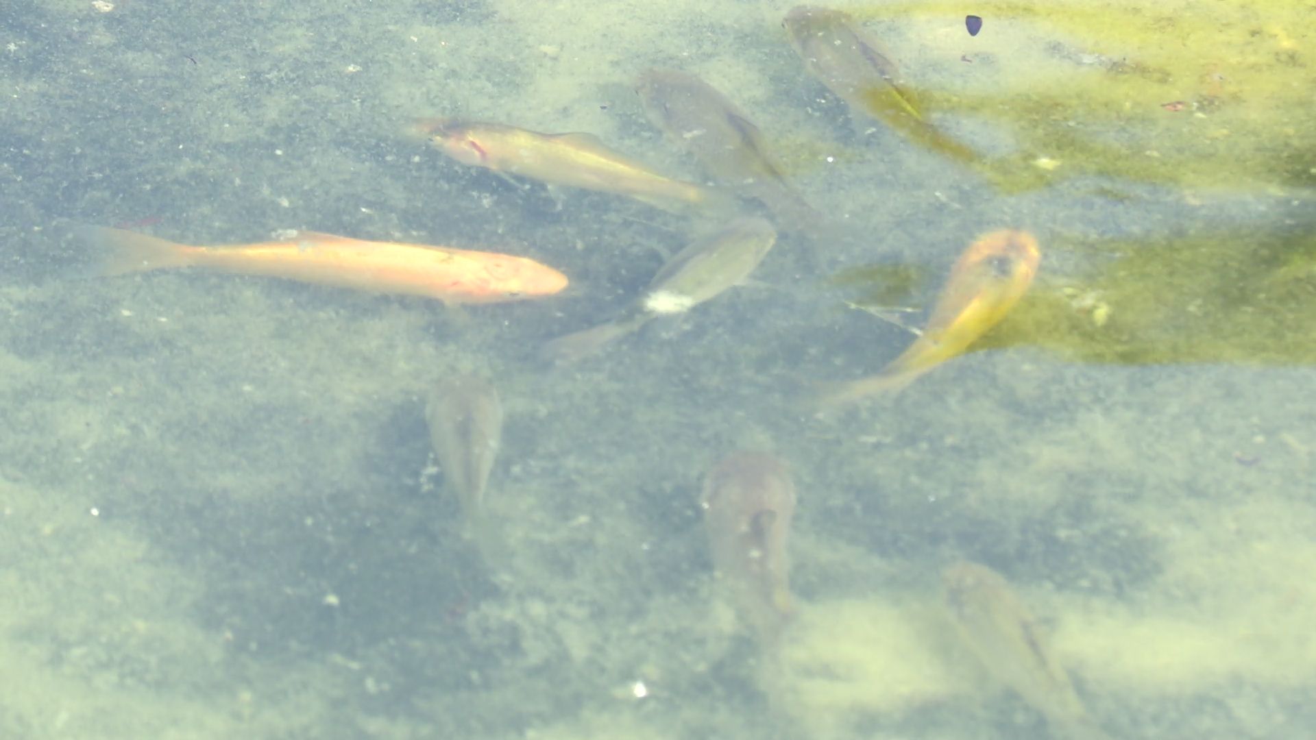 Реутов, карпы, рыбы, пруд, парк, переезд,