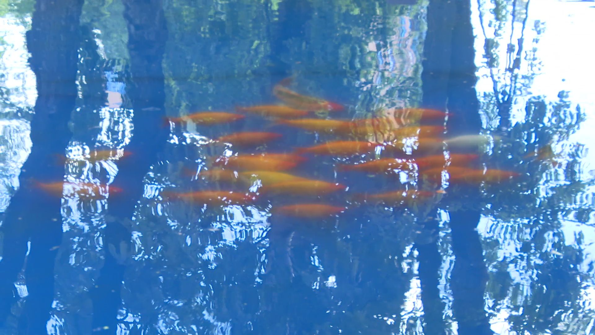 Реутов, карпы, рыбы, пруд, парк, переезд,