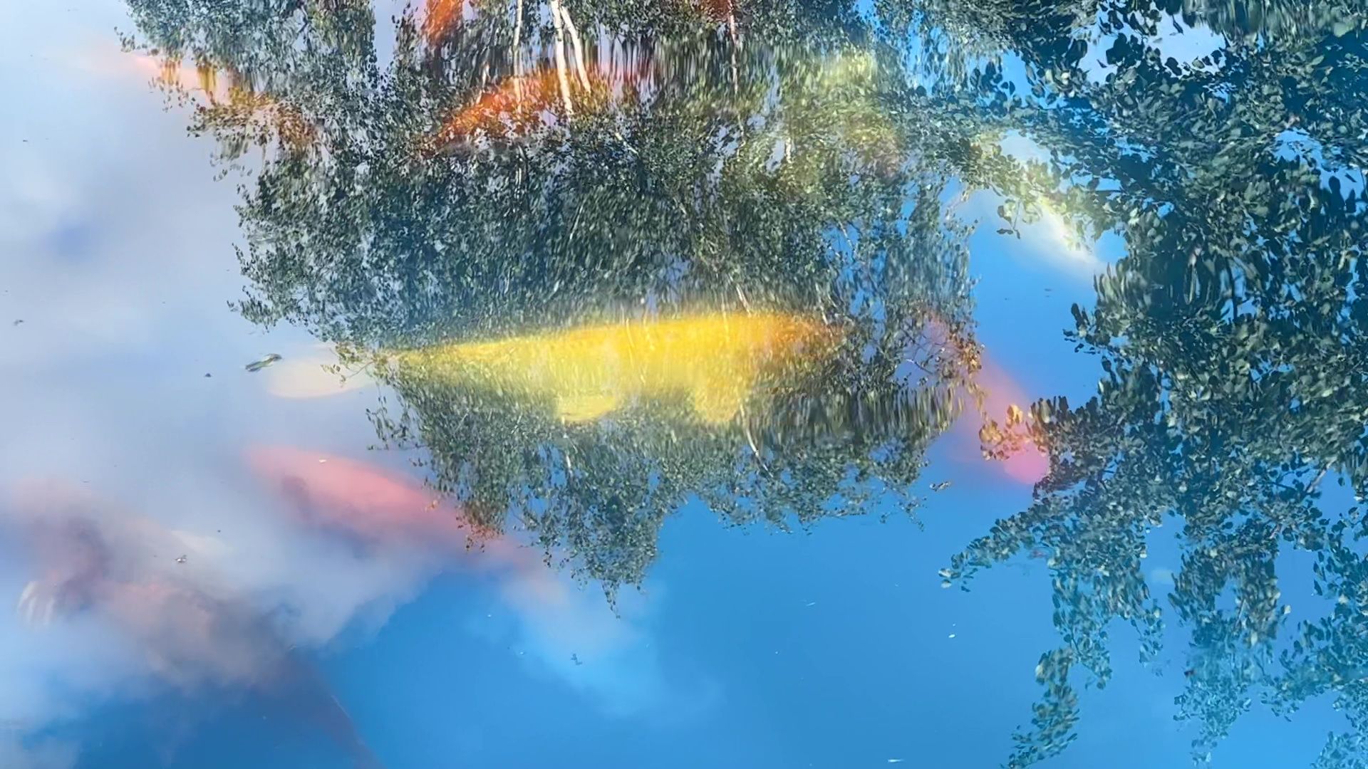 Реутов, карпы, рыбы, пруд, парк, переезд,