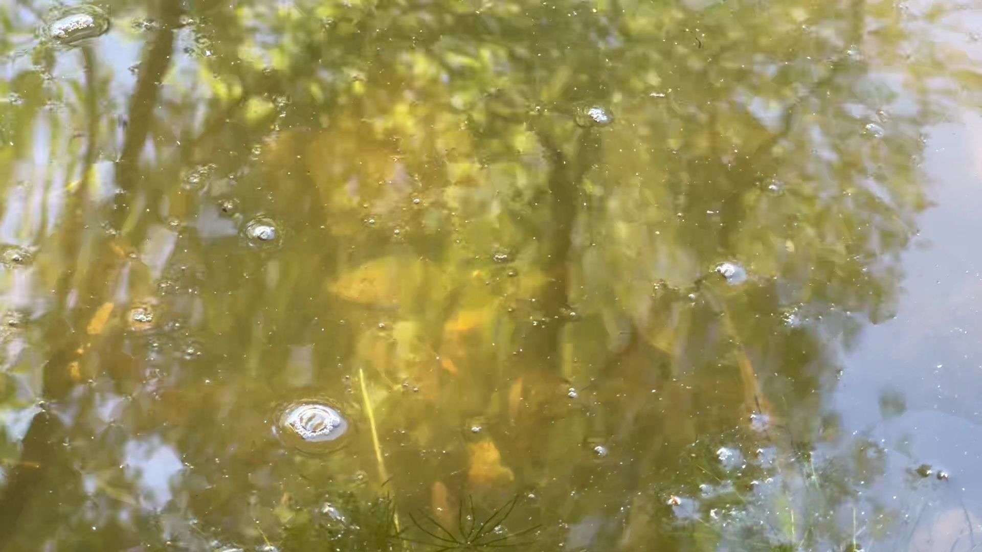 Реутов, карпы, рыбы, пруд, парк, переезд,