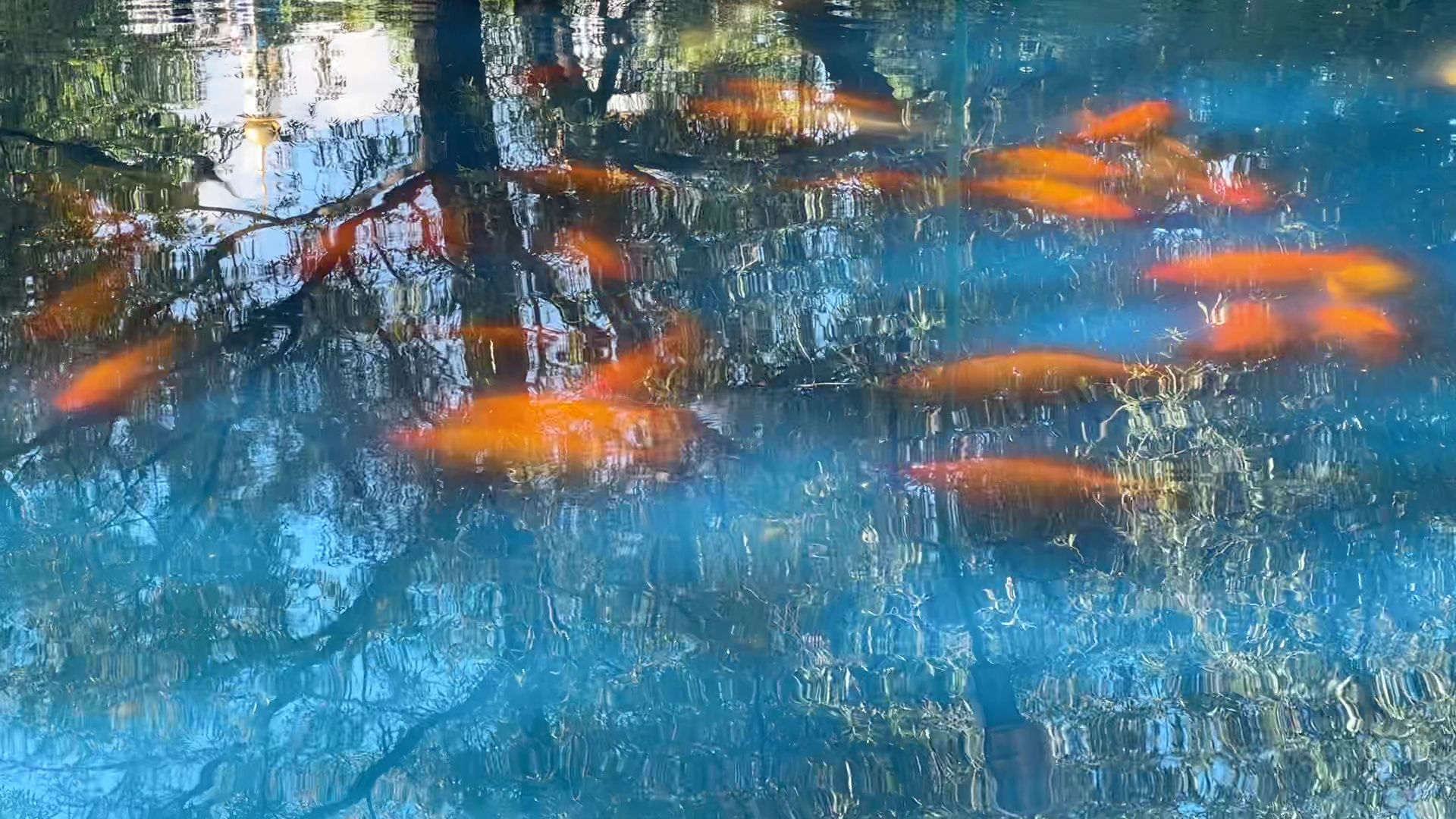 Реутов, карпы, рыбы, пруд, парк, переезд,