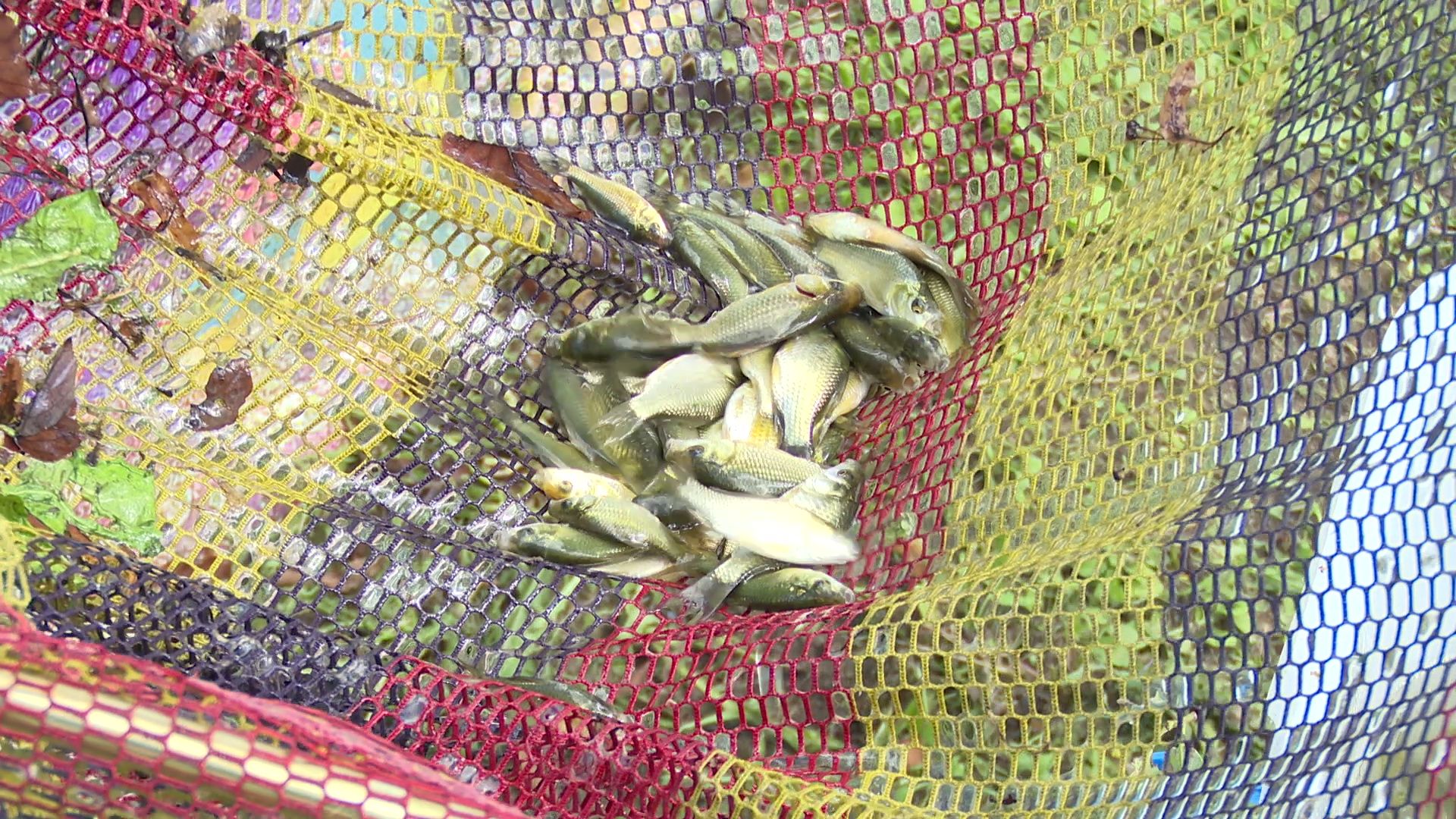 Реутов, карпы, рыбы, пруд, парк, переезд,