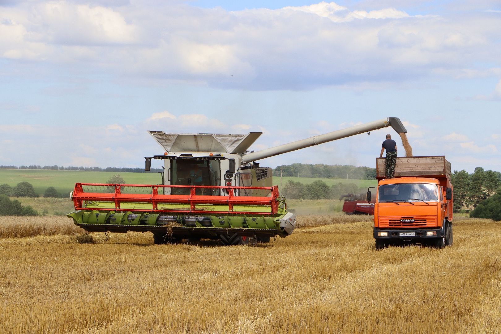 уборочная 2024, урожай 2024, Праздник Первого снопа, Серебряные Пруды, Коровино, СП Нива,