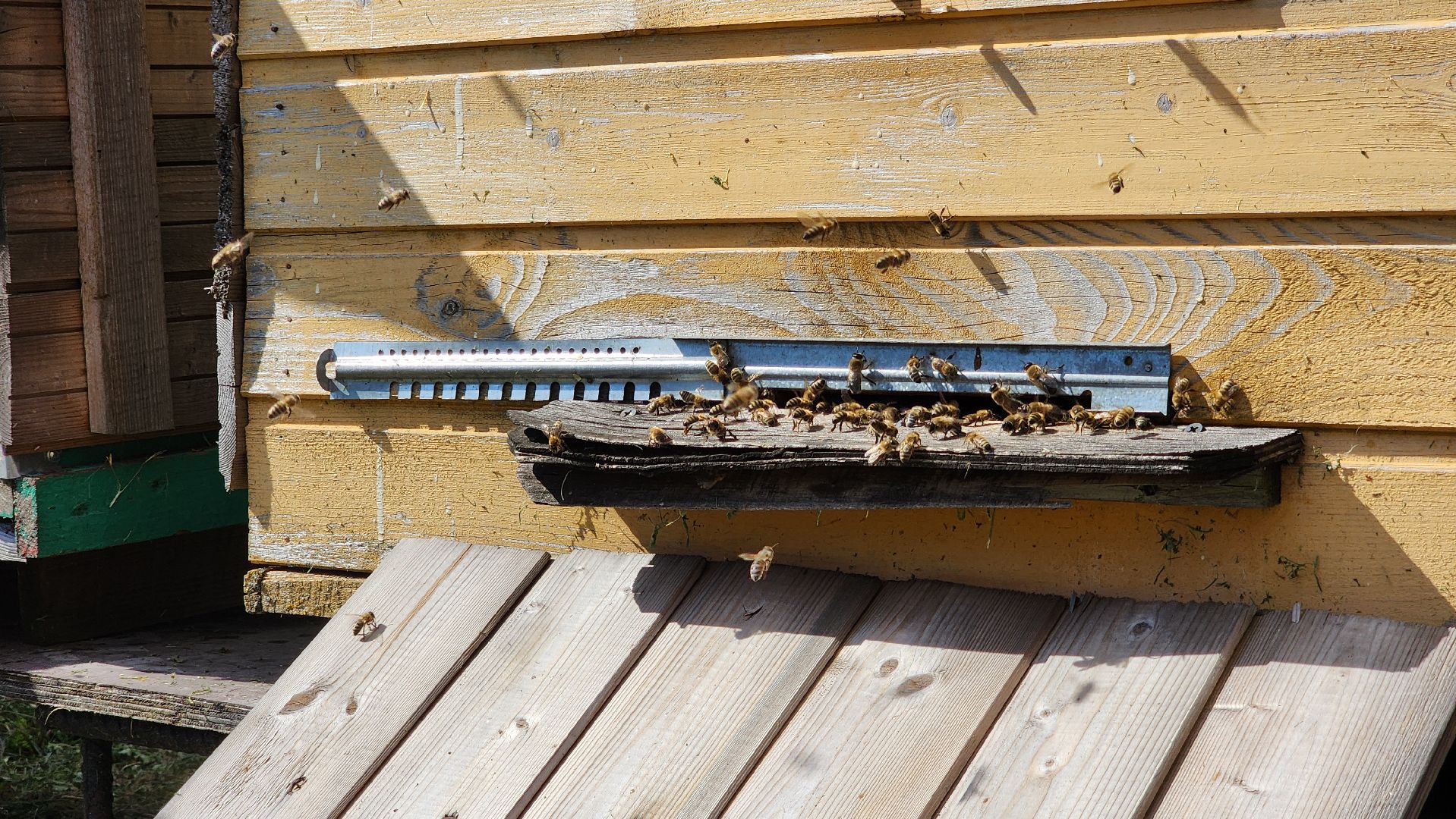 хобби, пасека, ступино,