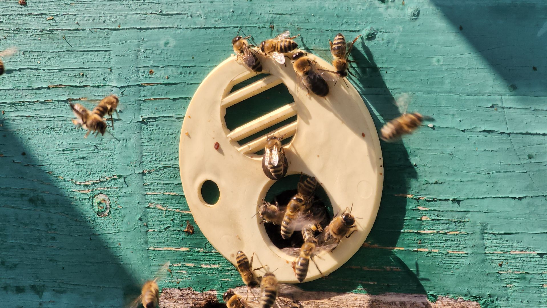 хобби, пасека, ступино,