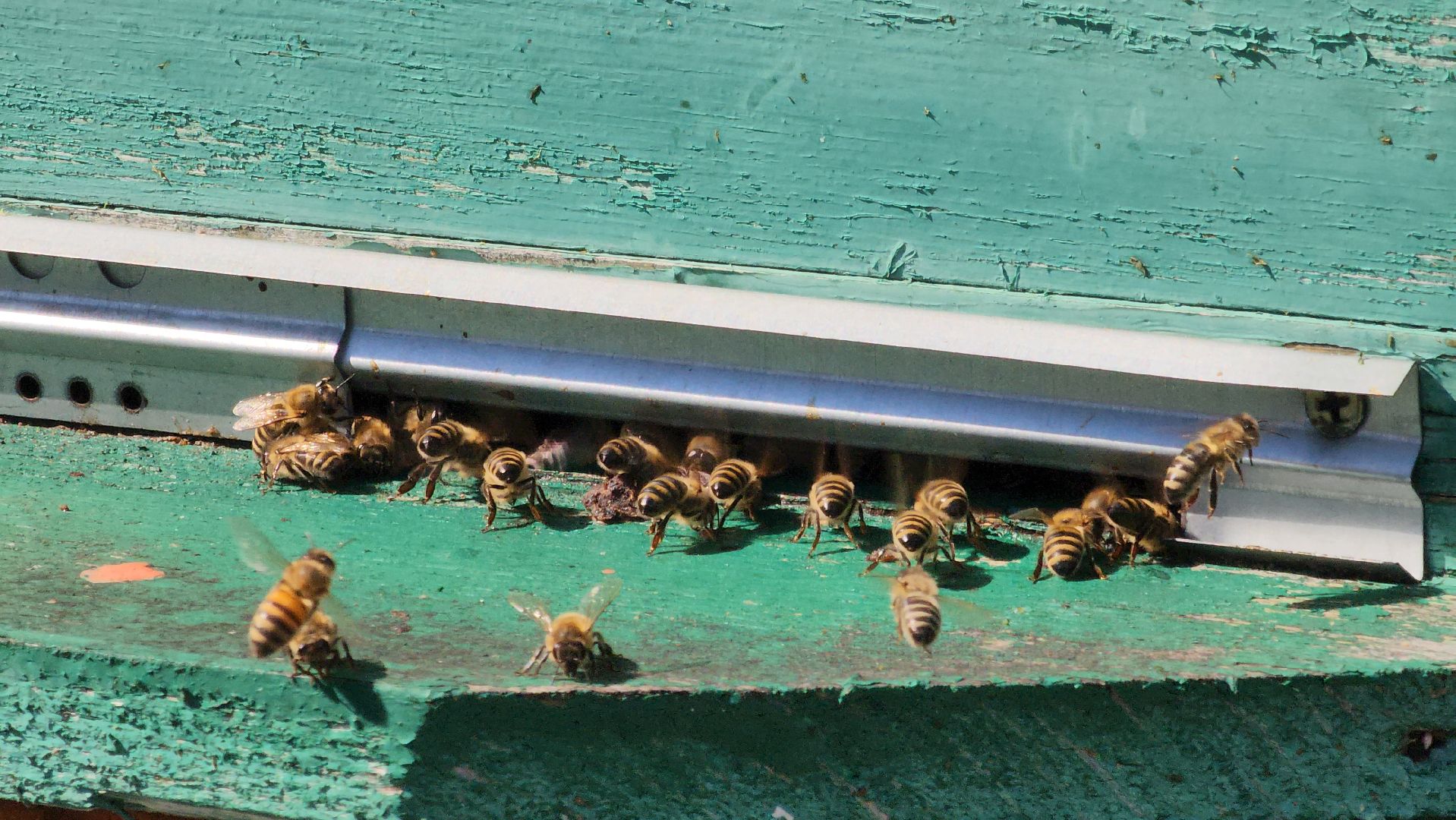 хобби, пасека, ступино,