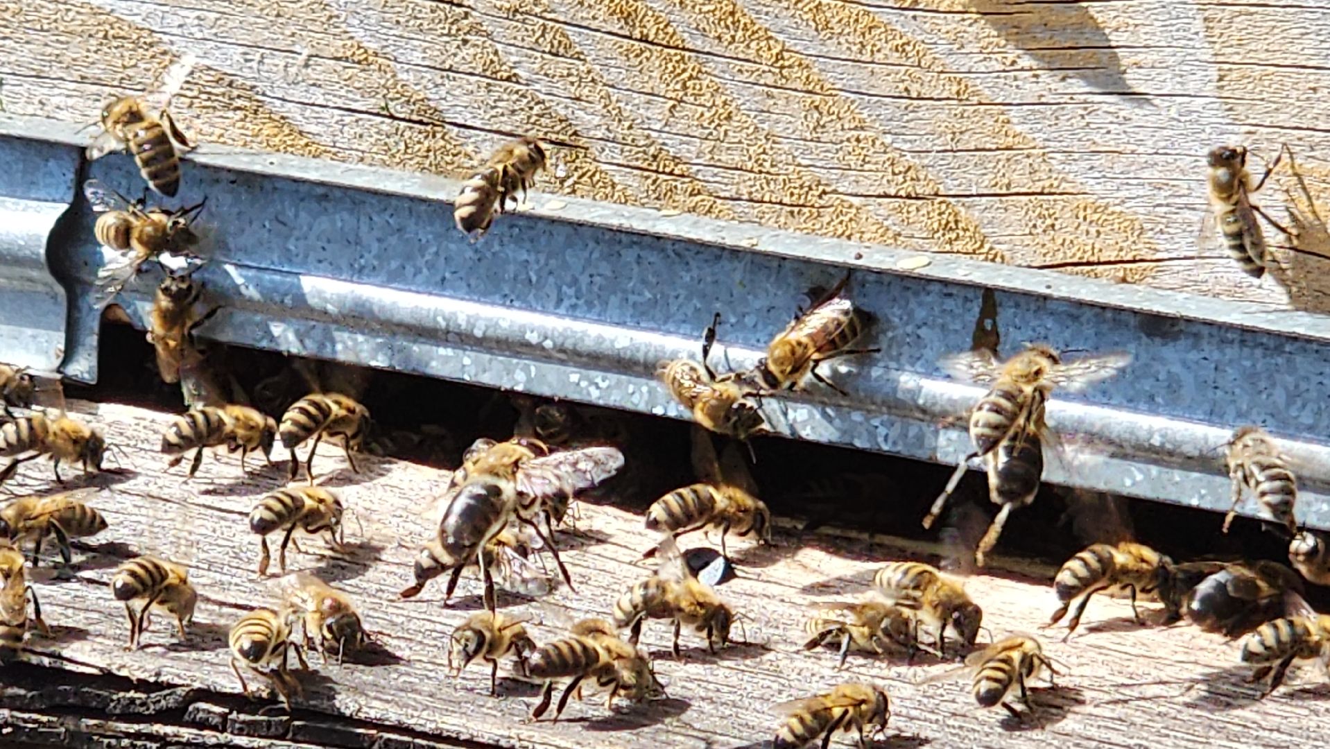 хобби, пасека, ступино,