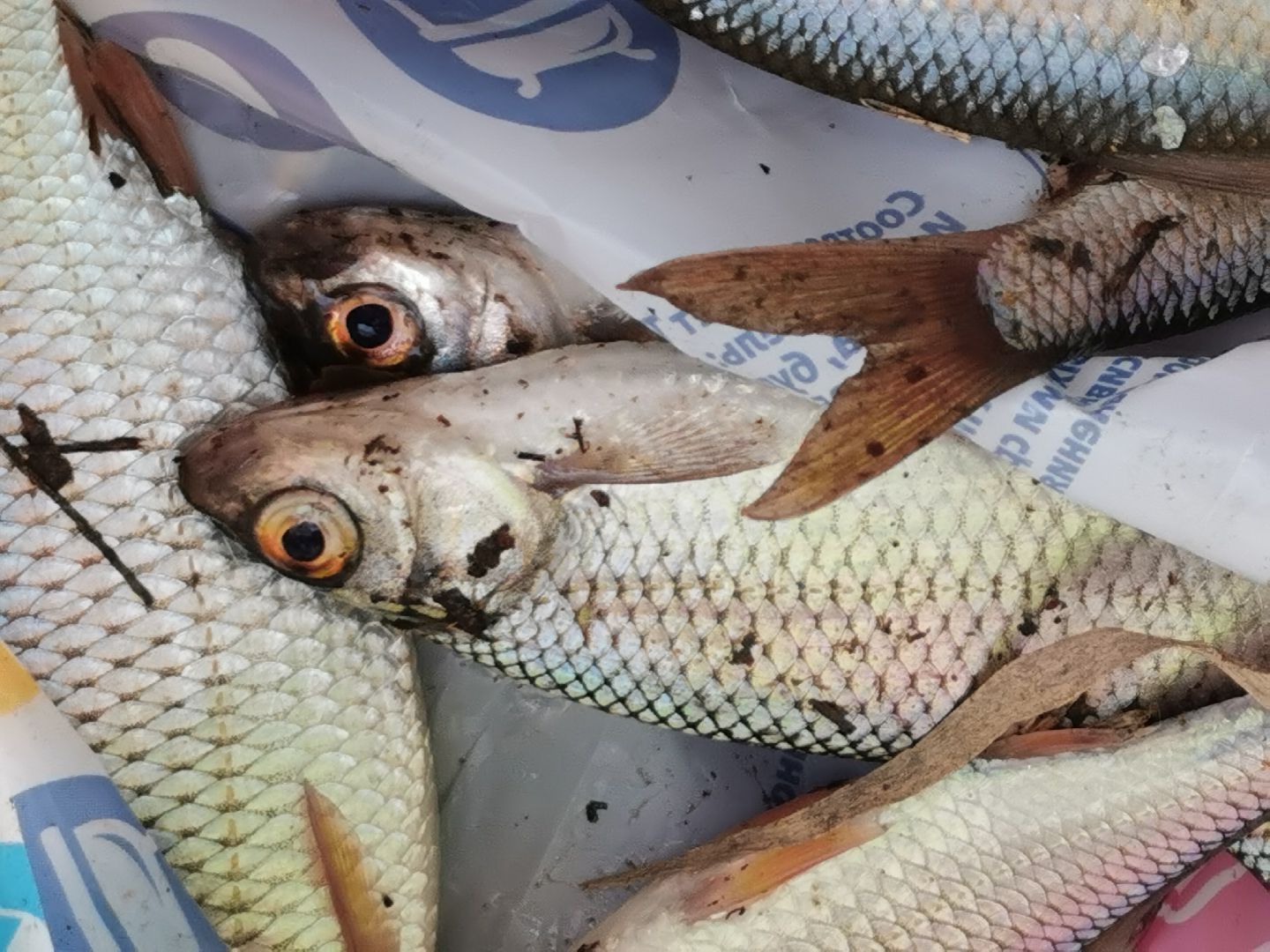 Подольск, рыбалка