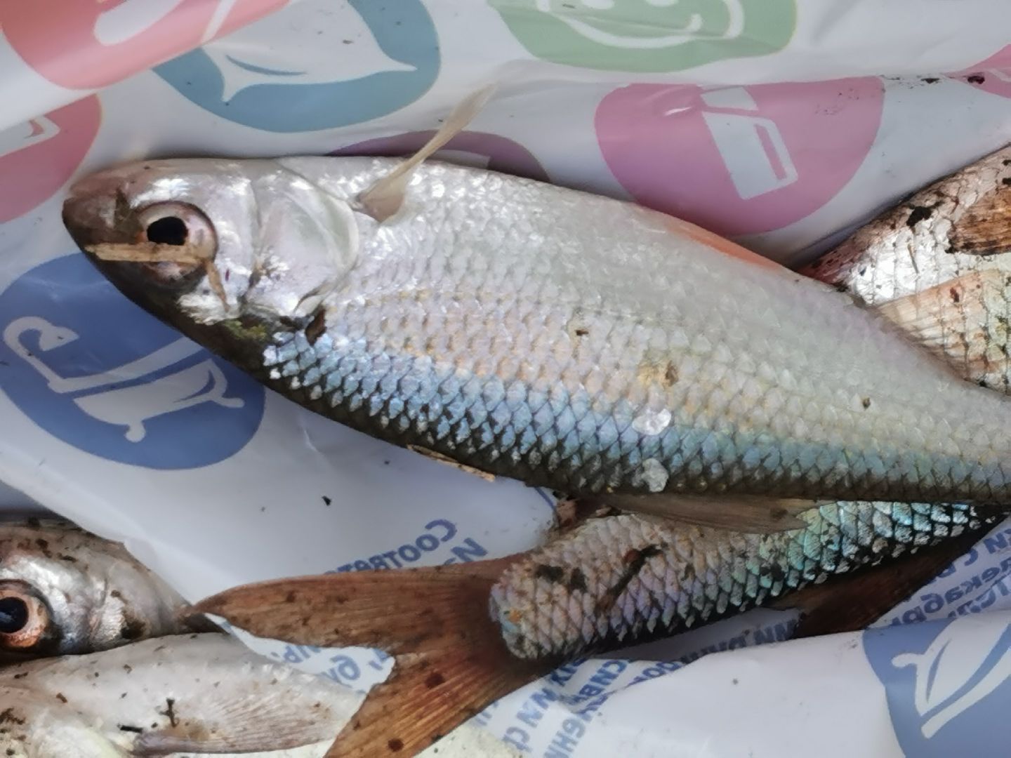 Подольск, рыбалка