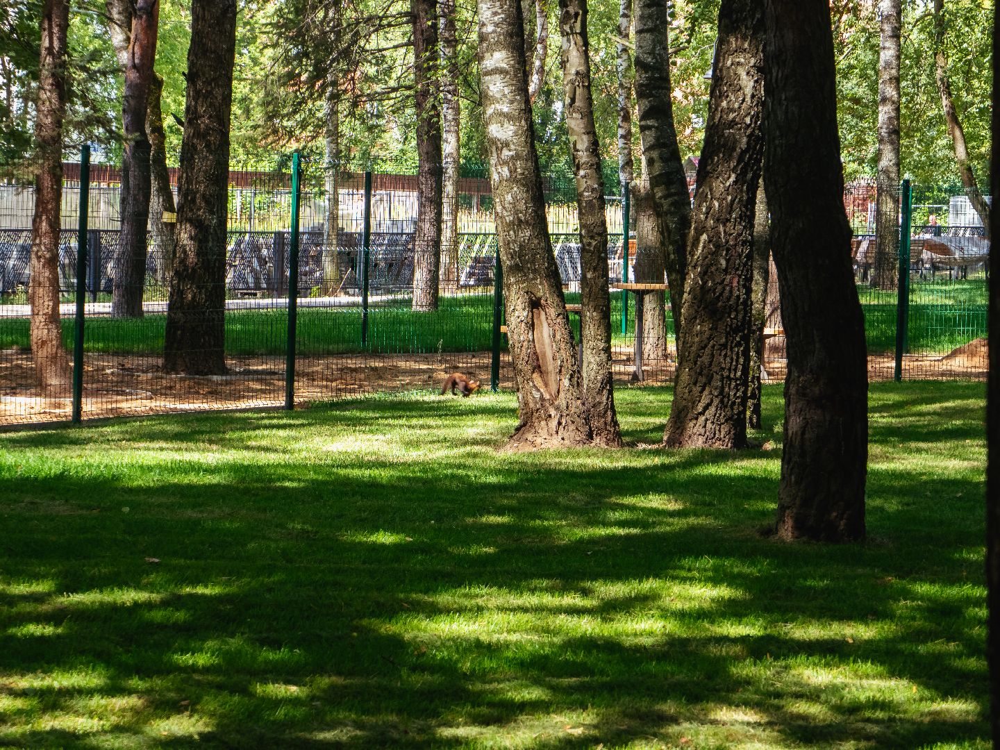 подмосковье, дедовск, благоустройство, парки,