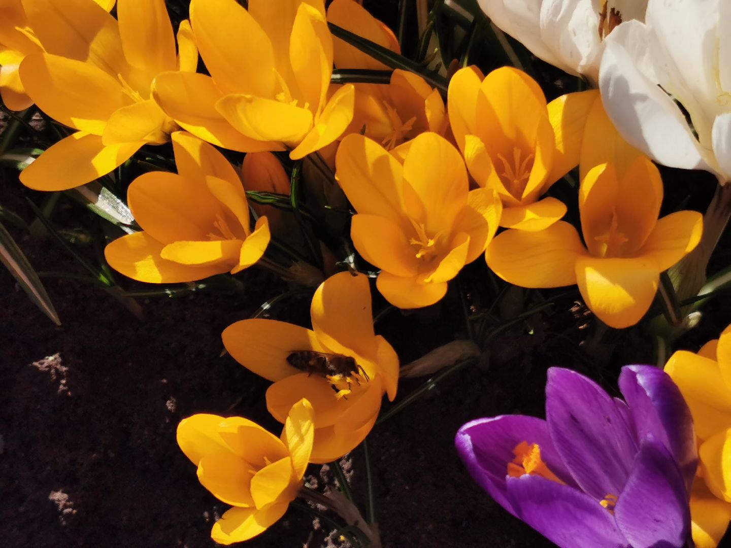 Перемены, Подольск, пчелы, весна