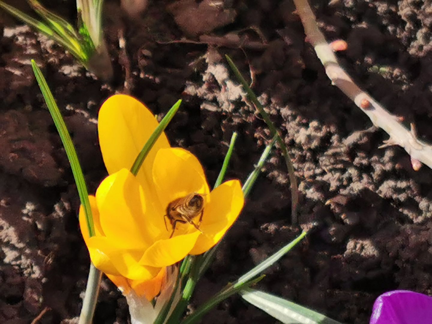 Перемены, Подольск, пчелы, весна