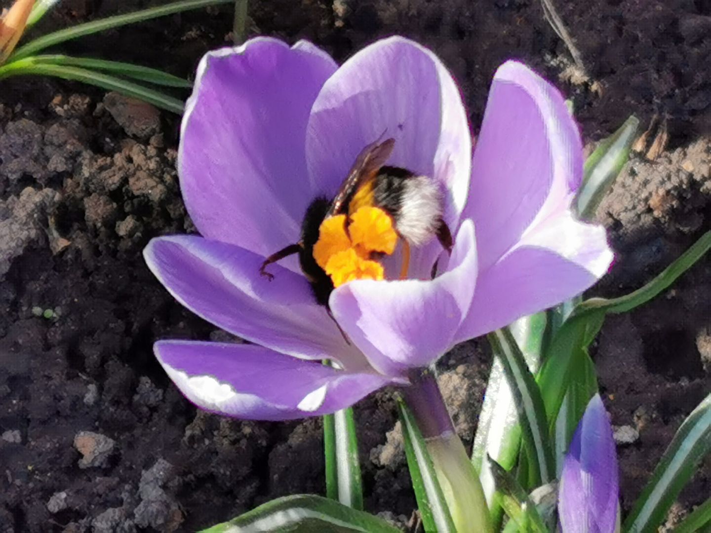 Перемены, Подольск, пчелы, весна