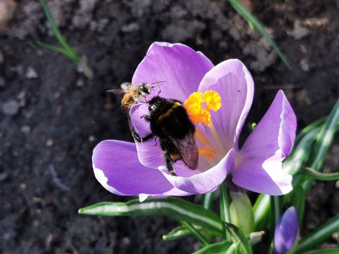 Перемены, Подольск, пчелы, весна