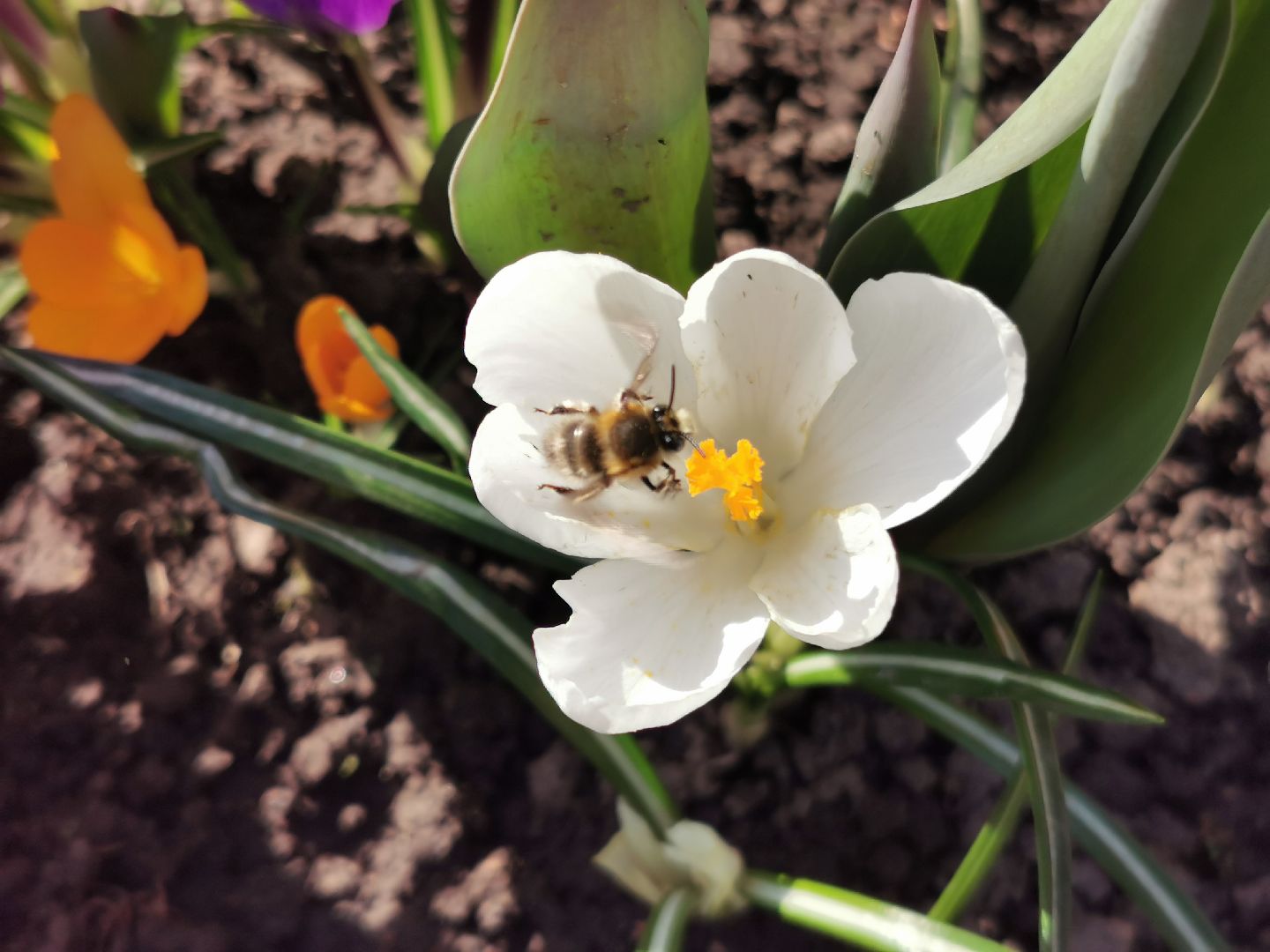 Перемены, Подольск, пчелы, весна