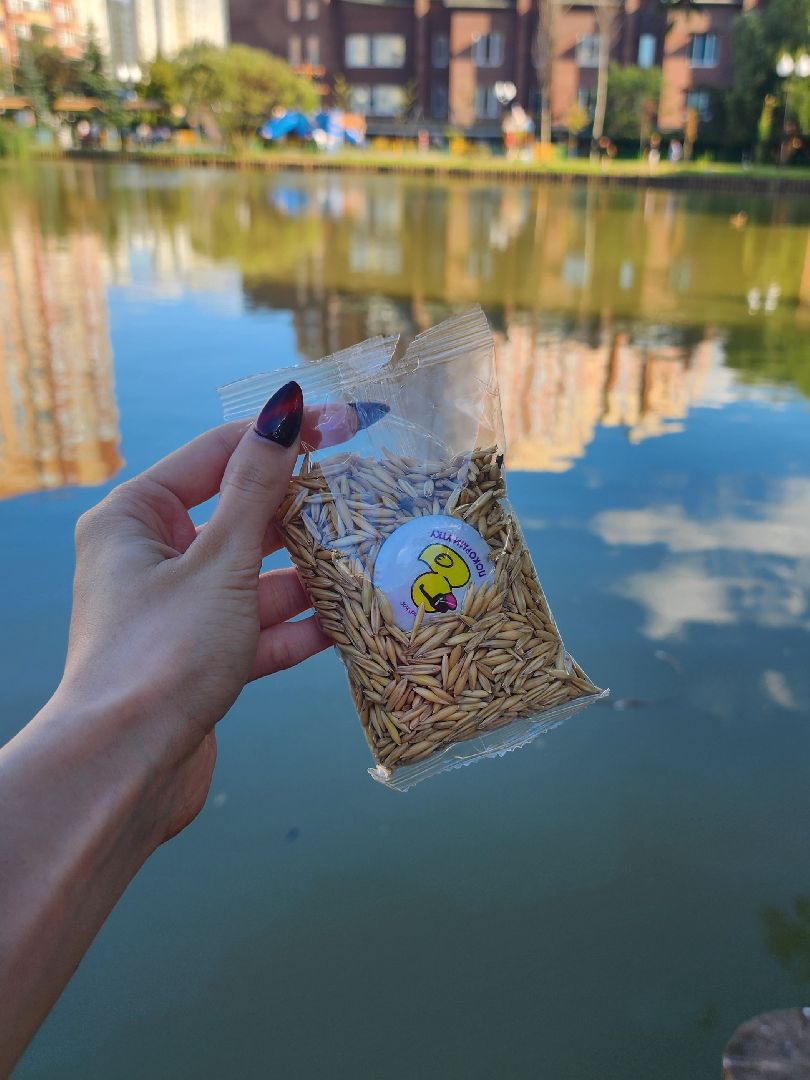 корм для уток, утки, алексеевский пруд, мытищи,