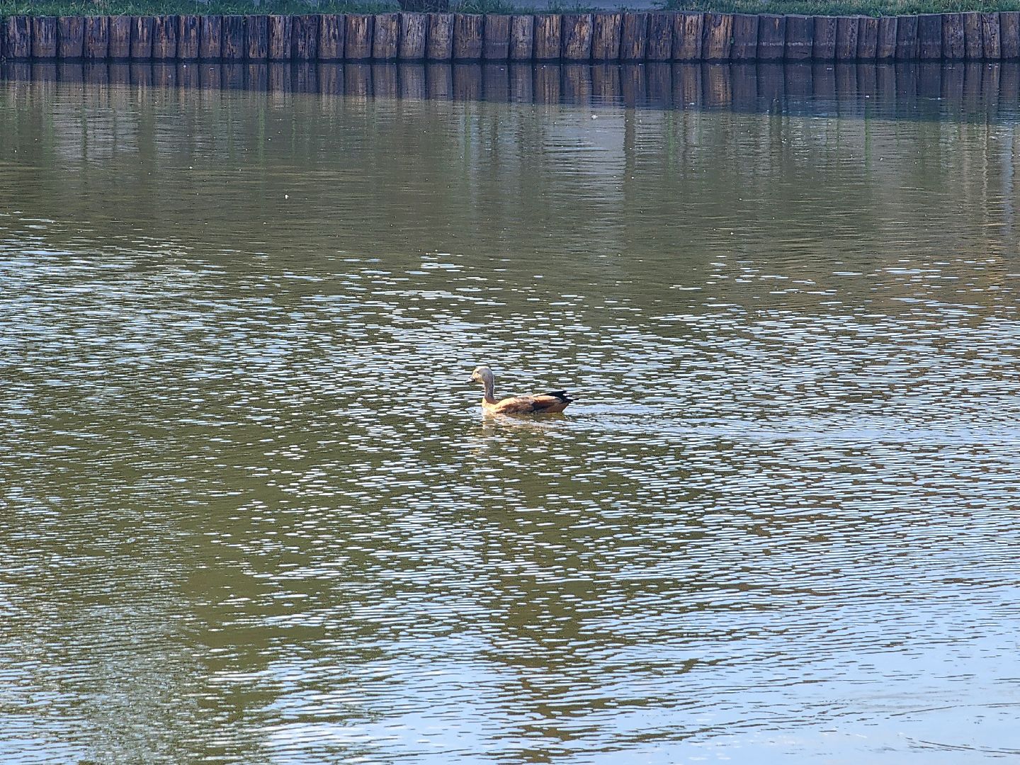 корм для уток, утки, алексеевский пруд, мытищи,