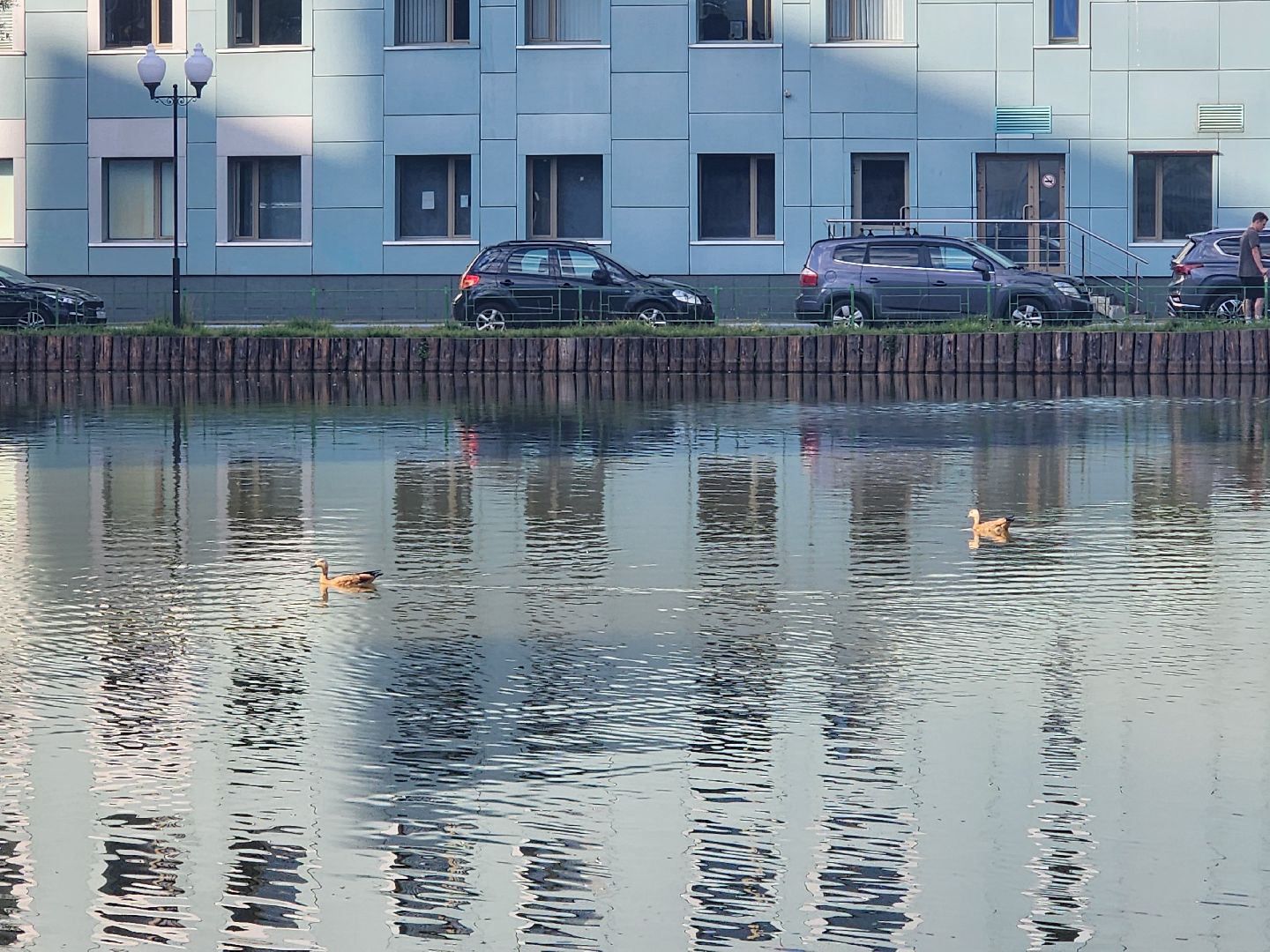 корм для уток, утки, алексеевский пруд, мытищи,