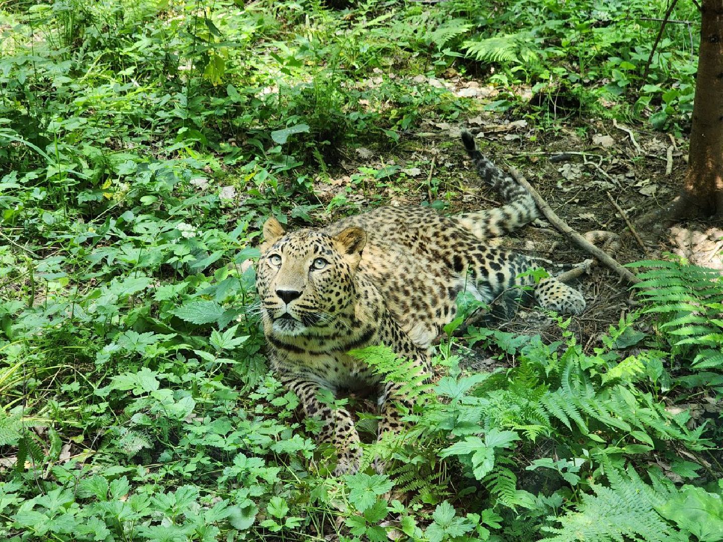 можайск, можайский городской округ, подмосковье, сафари-парк, парк тигров, хищные кошки, пума, леопард, львица, ягуар, туризм, туризм в можайске, туризм в подмосковье,
