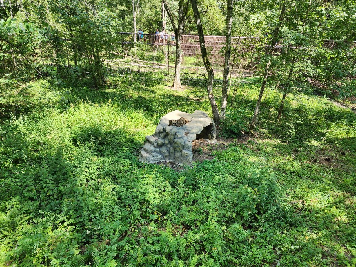 можайск, можайский городской округ, подмосковье, сафари-парк, парк тигров, хищные кошки, пума, леопард, львица, ягуар, туризм, туризм в можайске, туризм в подмосковье,