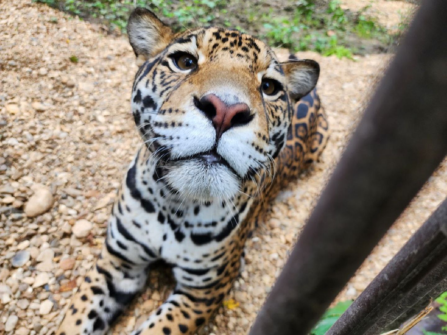 можайск, можайский городской округ, подмосковье, сафари-парк, парк тигров, хищные кошки, пума, леопард, львица, ягуар, туризм, туризм в можайске, туризм в подмосковье,