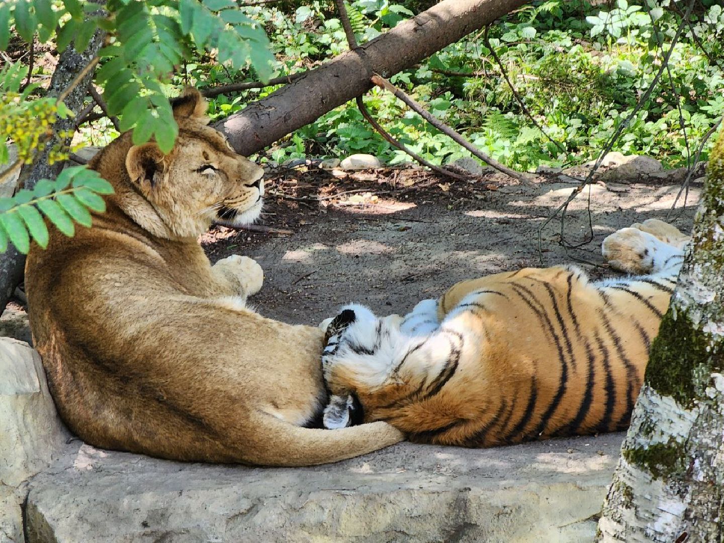 можайск, можайский городской округ, подмосковье, сафари-парк, парк тигров, хищные кошки, пума, леопард, львица, ягуар, туризм, туризм в можайске, туризм в подмосковье,