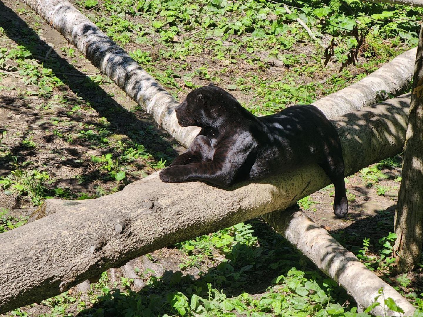 можайск, можайский городской округ, подмосковье, сафари-парк, парк тигров, хищные кошки, пума, леопард, львица, ягуар, туризм, туризм в можайске, туризм в подмосковье,