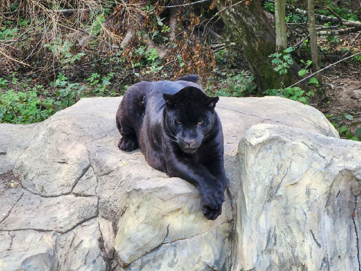 можайск, можайский городской округ, подмосковье, сафари-парк, парк тигров, хищные кошки, пума, леопард, львица, ягуар, туризм, туризм в можайске, туризм в подмосковье,