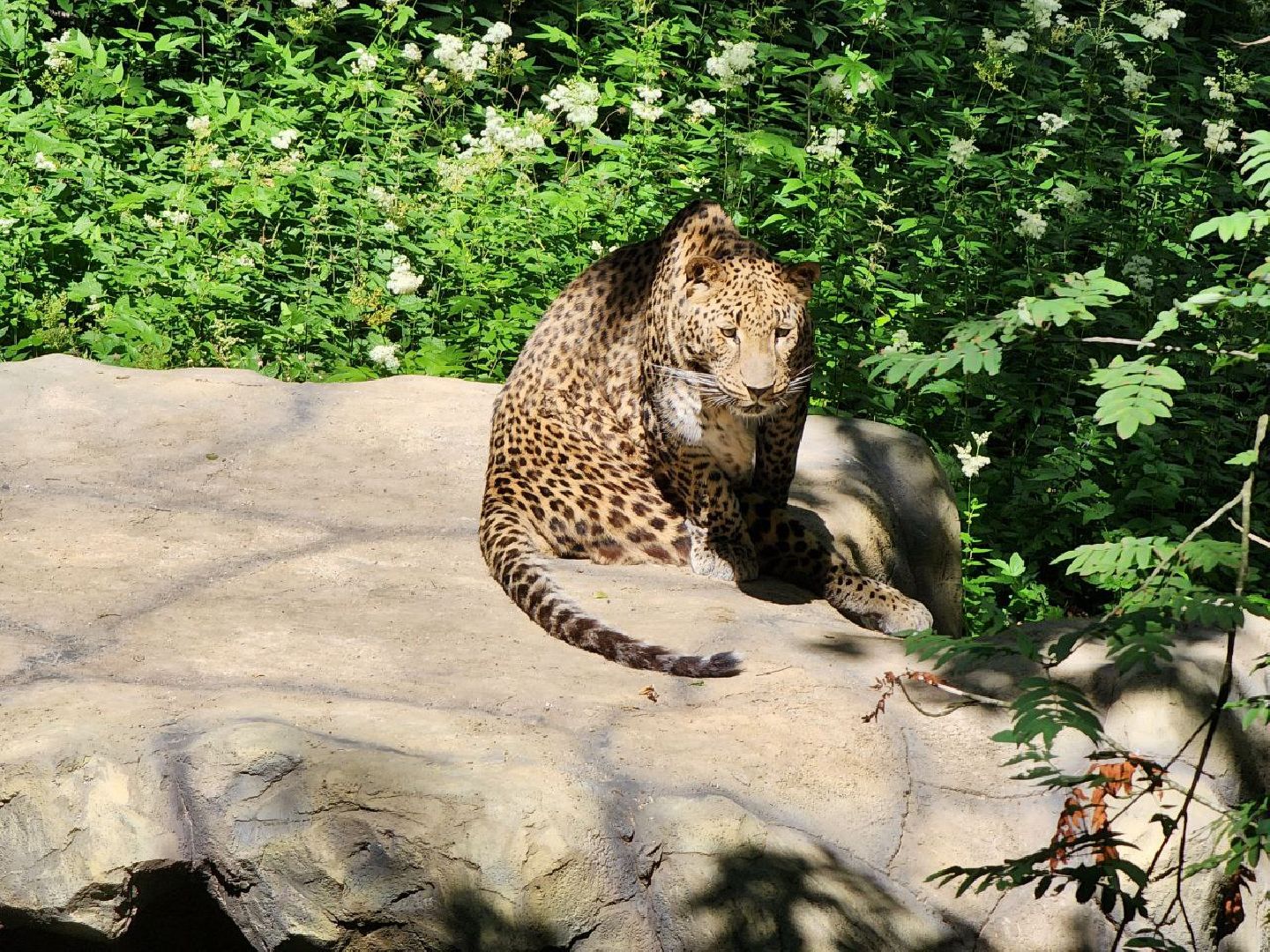 можайск, можайский городской округ, подмосковье, сафари-парк, парк тигров, хищные кошки, пума, леопард, львица, ягуар, туризм, туризм в можайске, туризм в подмосковье,