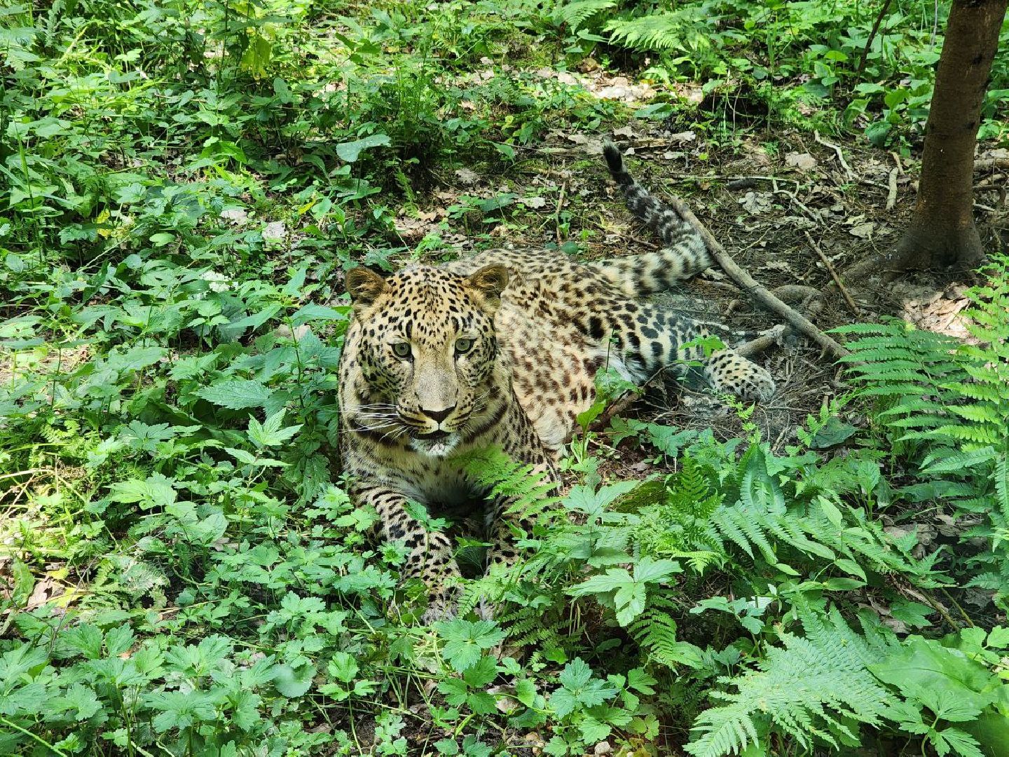 можайск, можайский городской округ, подмосковье, сафари-парк, парк тигров, хищные кошки, пума, леопард, львица, ягуар, туризм, туризм в можайске, туризм в подмосковье,