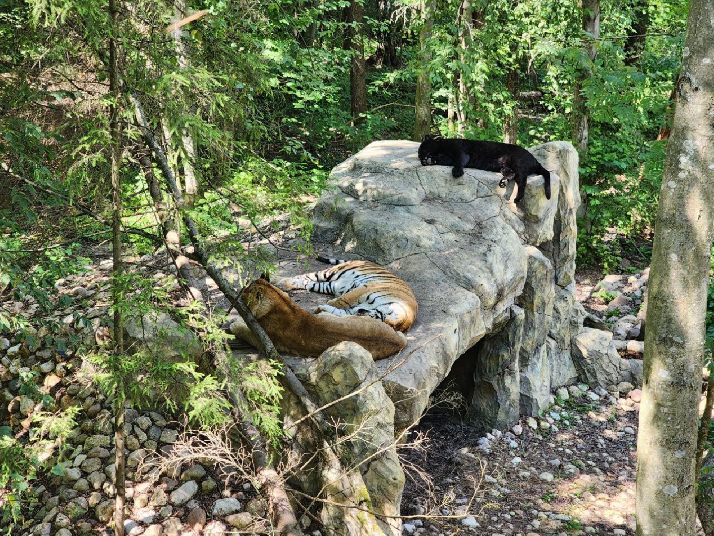 можайск, можайский городской округ, подмосковье, сафари-парк, парк тигров, хищные кошки, пума, леопард, львица, ягуар, туризм, туризм в можайске, туризм в подмосковье,