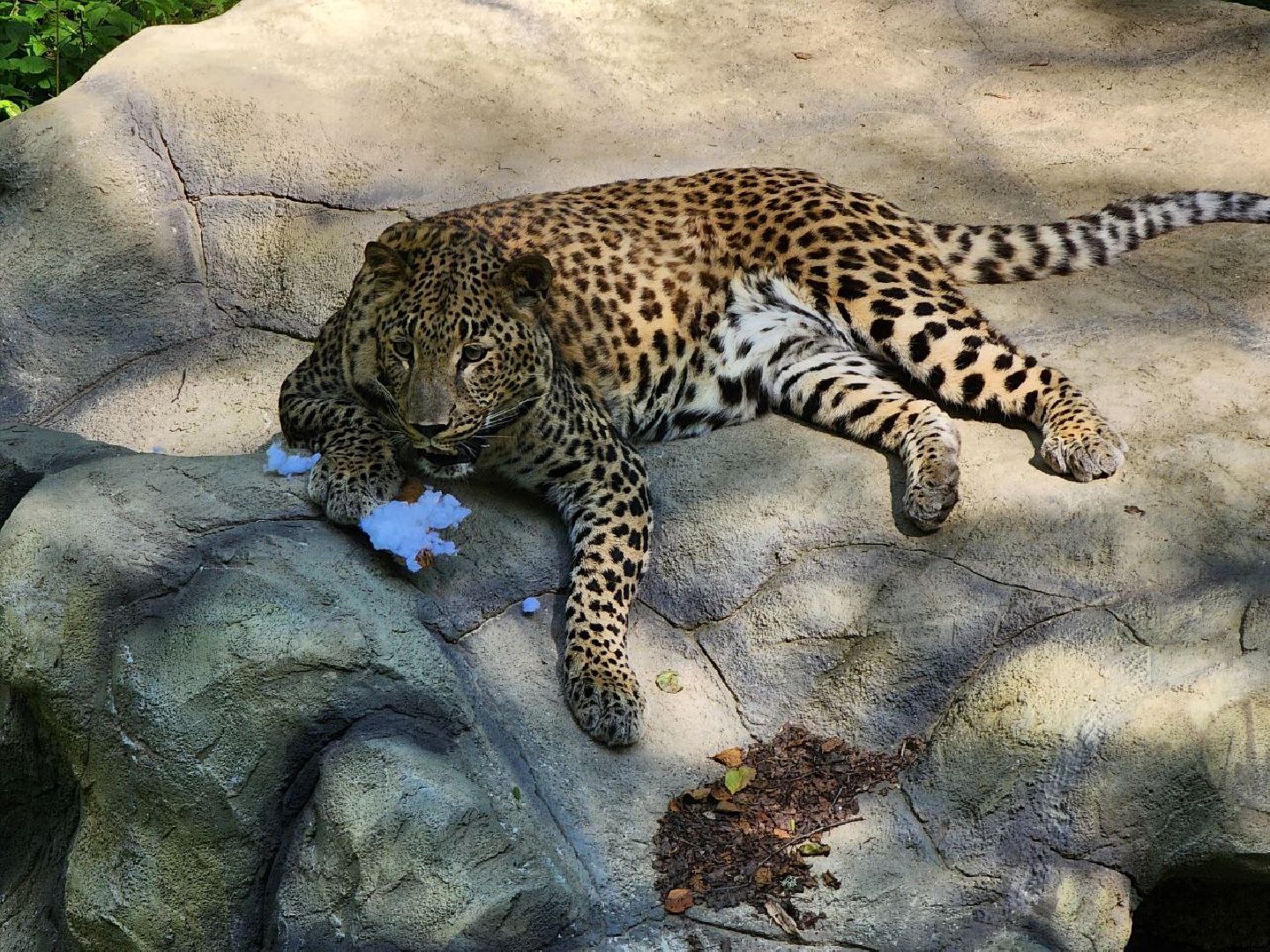 можайск, можайский городской округ, подмосковье, сафари-парк, парк тигров, хищные кошки, пума, леопард, львица, ягуар, туризм, туризм в можайске, туризм в подмосковье,