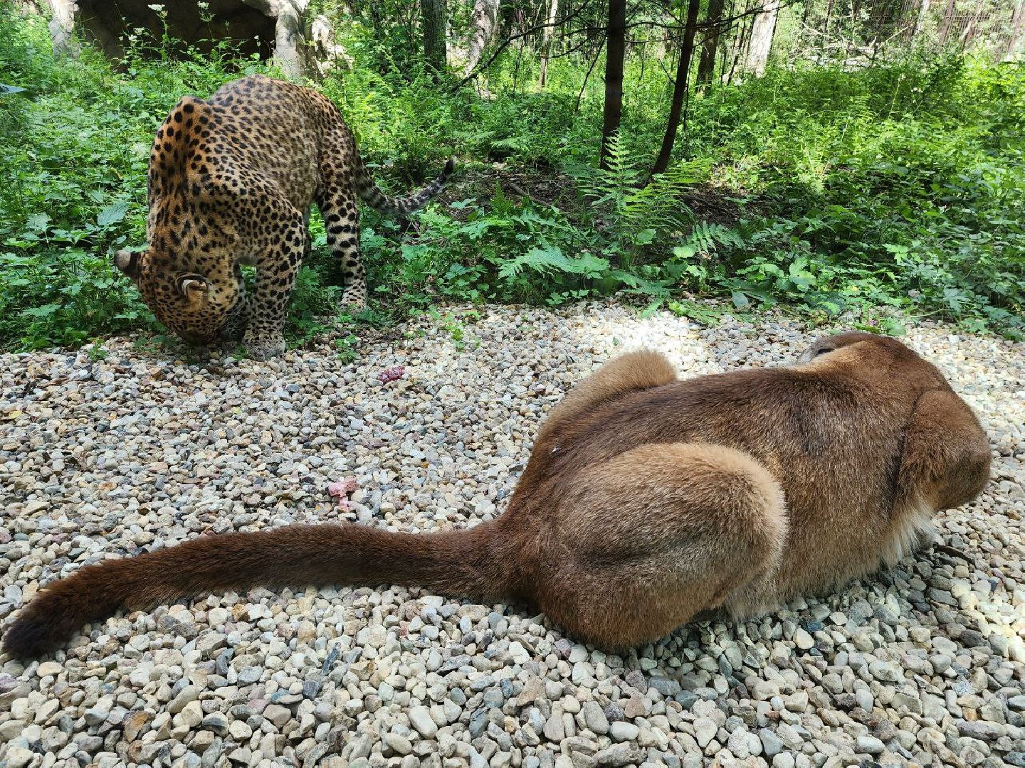 можайск, можайский городской округ, подмосковье, сафари-парк, парк тигров, хищные кошки, пума, леопард, львица, ягуар, туризм, туризм в можайске, туризм в подмосковье,
