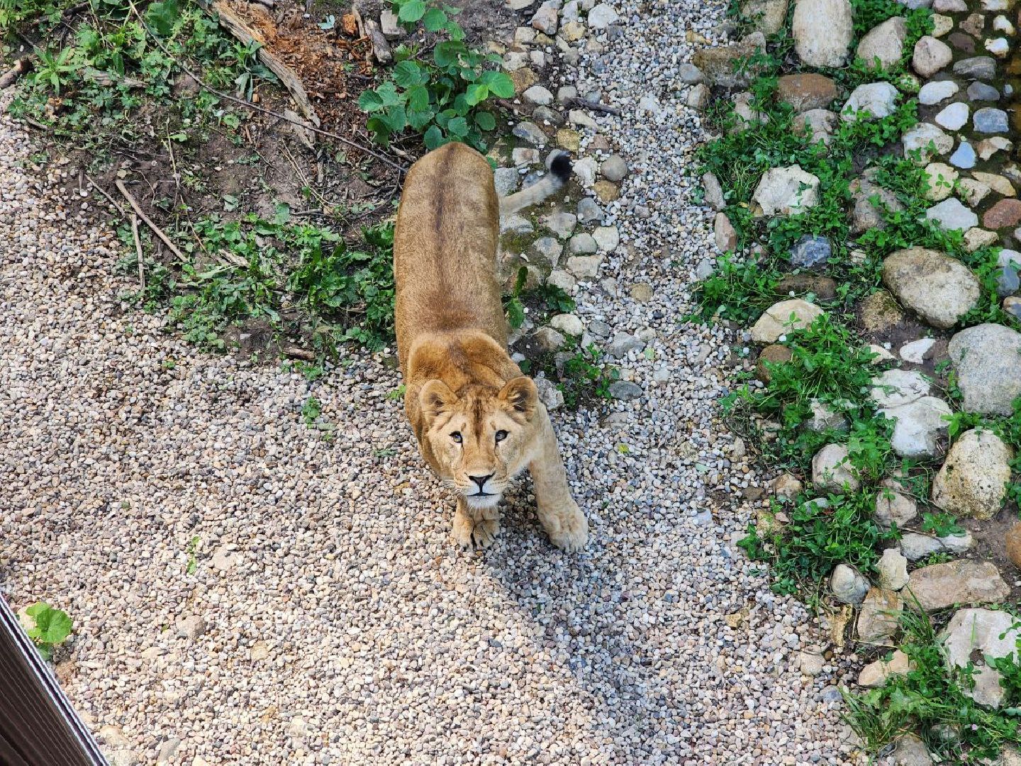 можайск, можайский городской округ, подмосковье, сафари-парк, парк тигров, хищные кошки, пума, леопард, львица, ягуар, туризм, туризм в можайске, туризм в подмосковье,