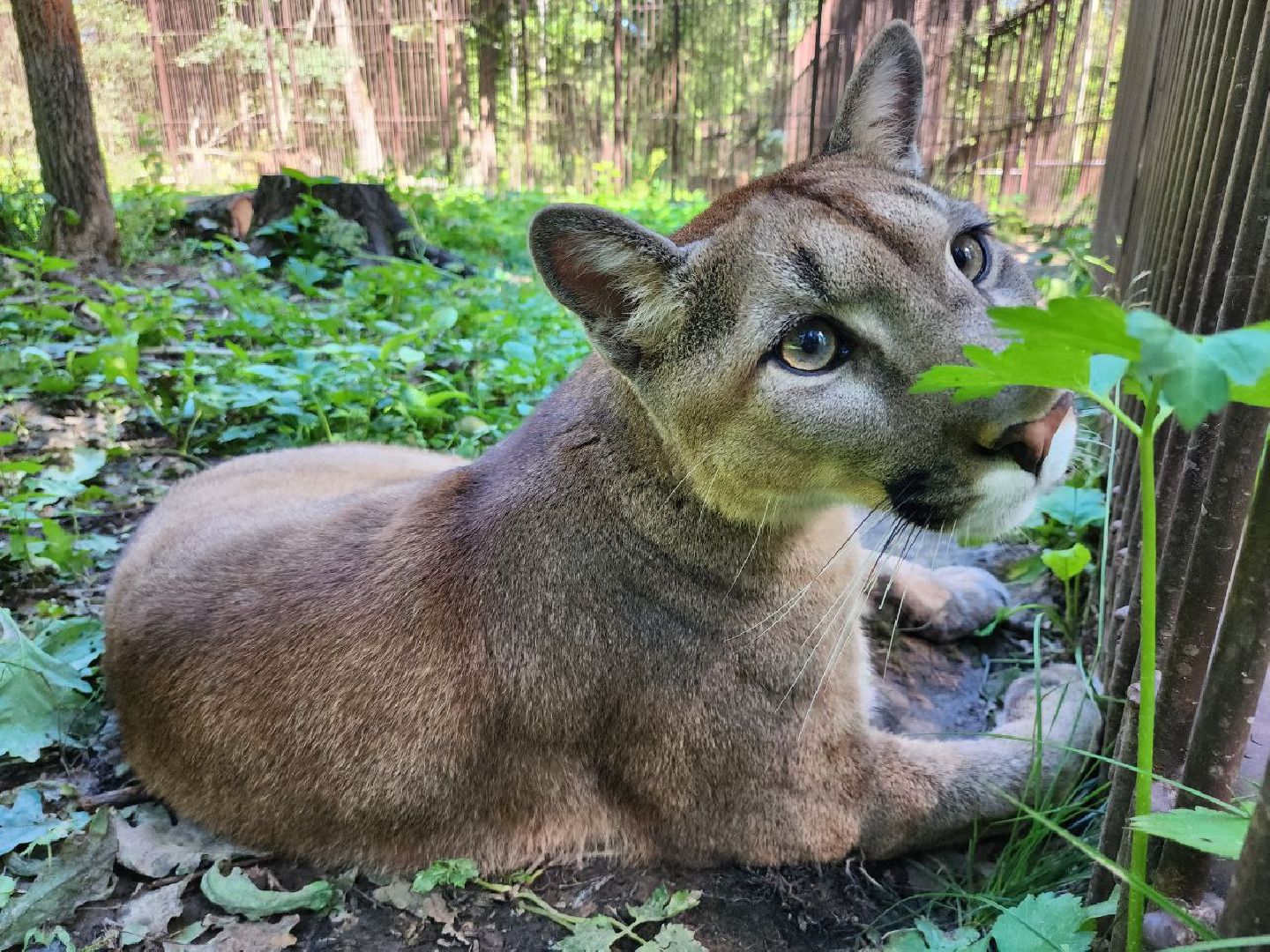 можайск, можайский городской округ, подмосковье, сафари-парк, парк тигров, хищные кошки, пума, леопард, львица, ягуар, туризм, туризм в можайске, туризм в подмосковье,