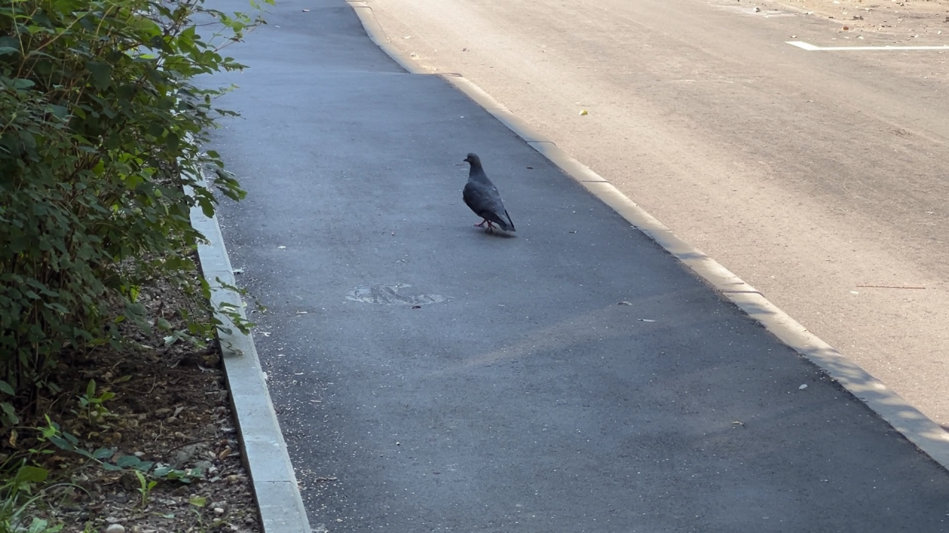 химки, выездная администрация, замена асфальта, замена асфальта во дворе, благоустройство,