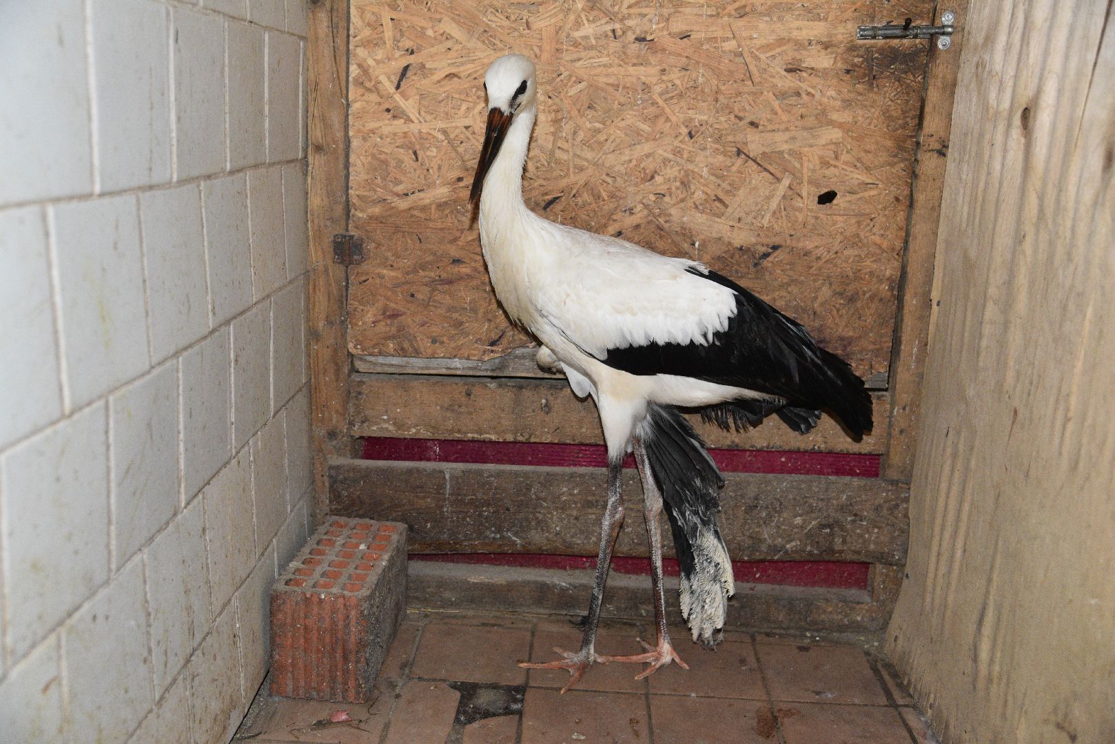 лотошино, лотошинский парк, аисты, парки подмосковья,