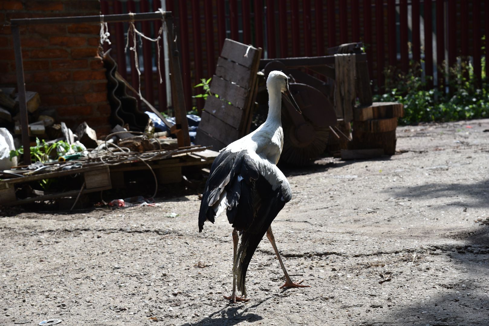 лотошино, лотошинский парк, аисты, парки подмосковья,