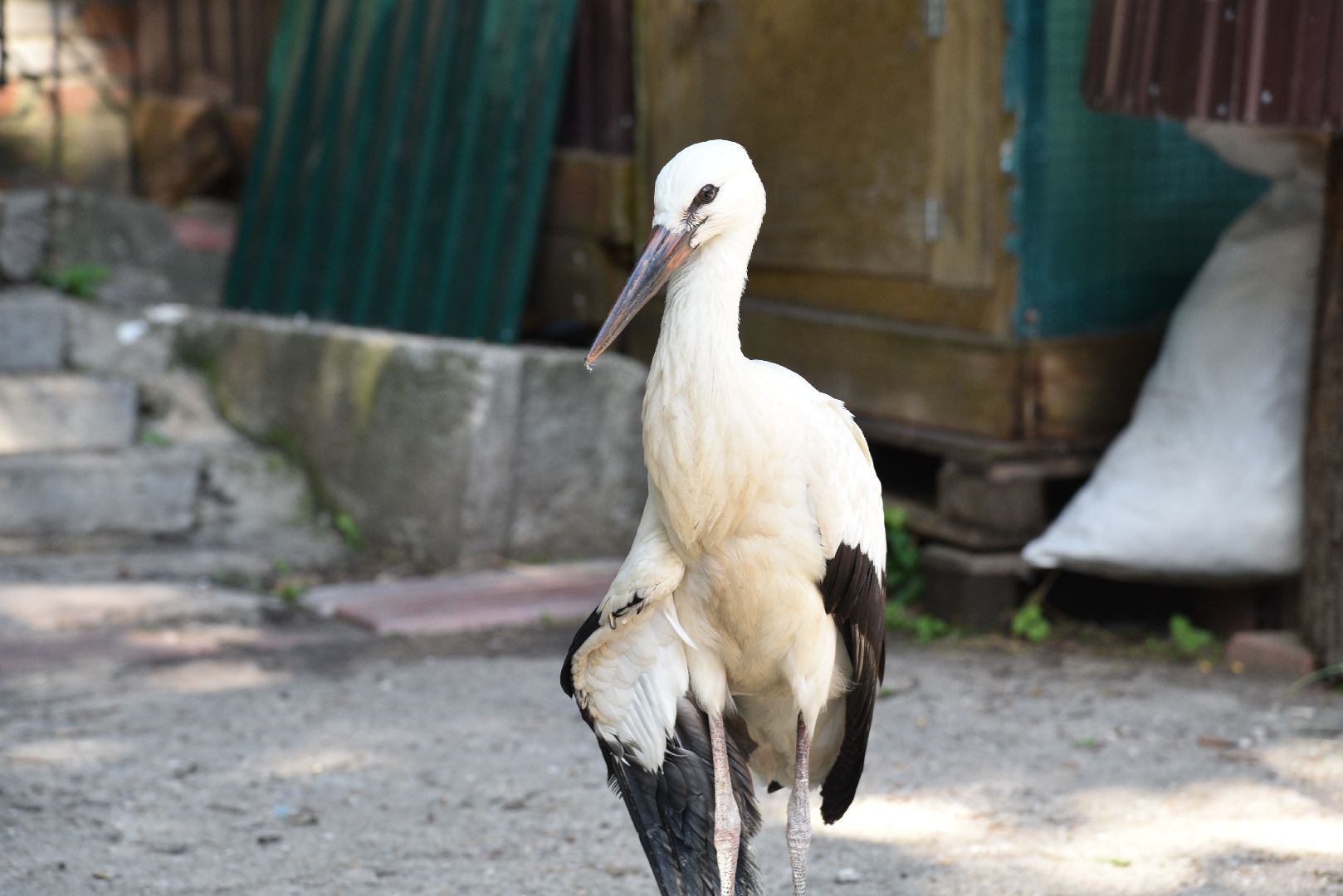 лотошино, лотошинский парк, аисты, парки подмосковья,