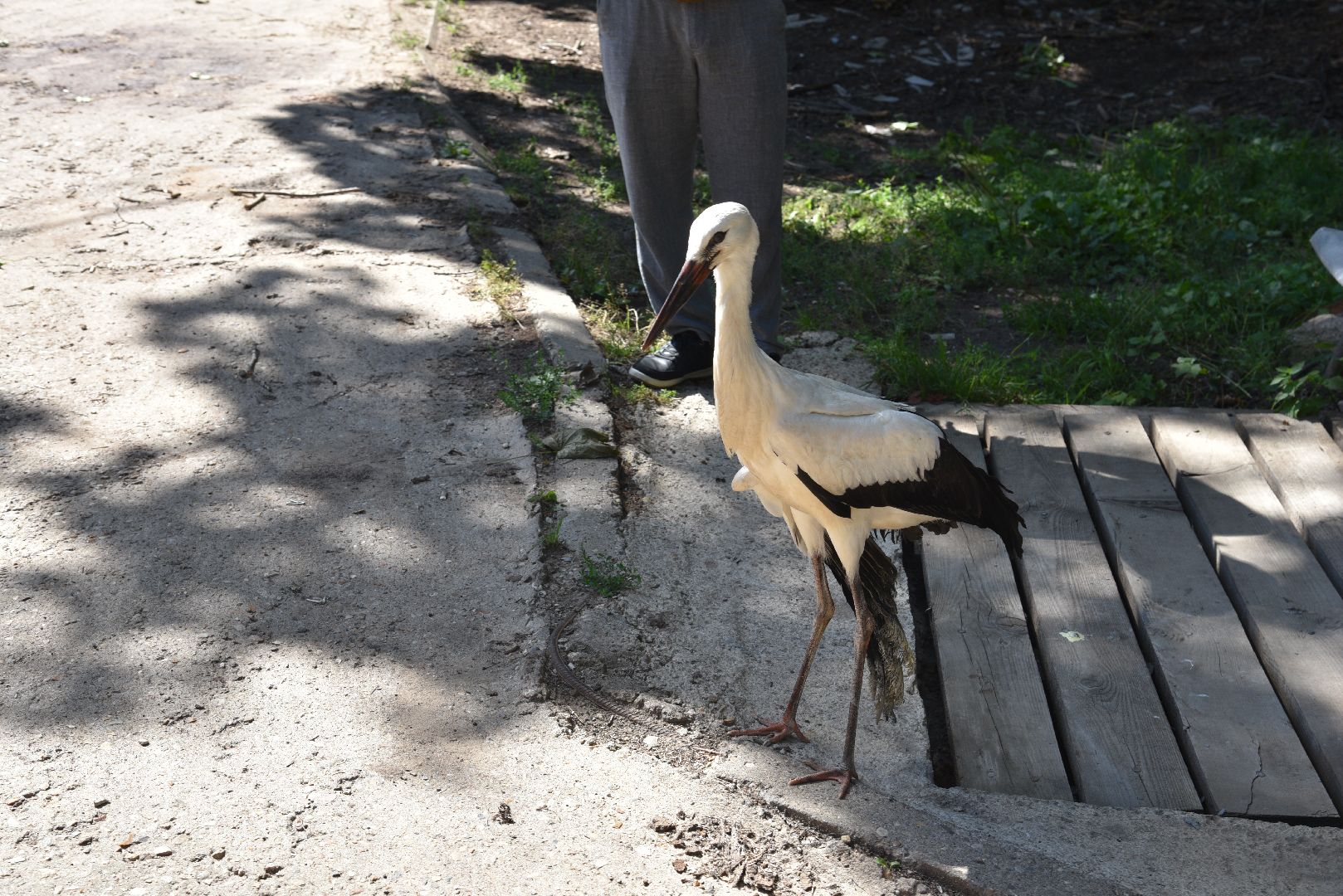 лотошино, лотошинский парк, аисты, парки подмосковья,