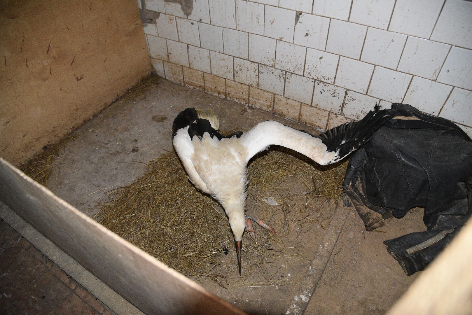 лотошино, лотошинский парк, аисты, парки подмосковья,